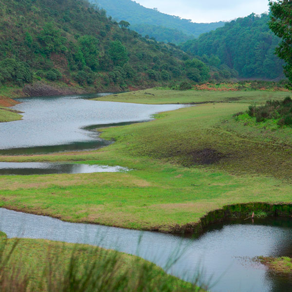 Avalanche (Cauliflower shola) - Devarbetta