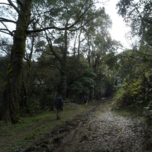 Avalanche (Cauliflower shola) - Kolaribetta