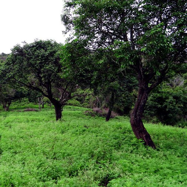 Sembukarai - Perumalmudi